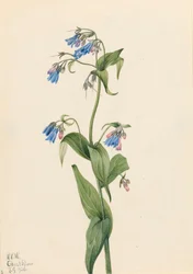 Campanillas occidentales Mertensia paniculata, 1920