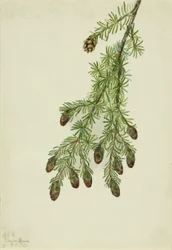 Cicuta occidental (Tsuga heterophylla)
