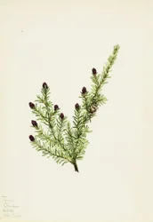 Cicuta occidental (Tsuga heterophylla)
