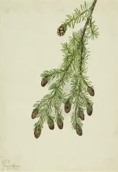 Cicuta occidental Tsuga heterophylla, 1923