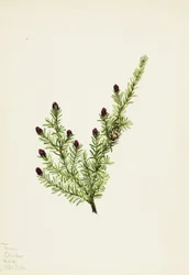 Tsuga heterophylla, 1924