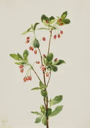 Menziesia occidental Menziesia glabella, 1924