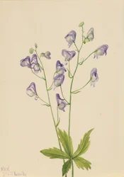 Acónito occidental (Aconitum columbianum)