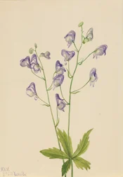 Acónito occidental Aconitum columbianum, 1933