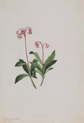 Pipsissewa Occidental Chimaphila umbellata