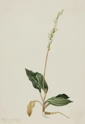 Plátano de cascabel (Peranium decipiens)