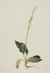 Peranio decipiens, 1905