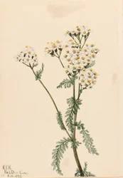 Milenrama occidental (Achillea lanulosa)