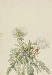 Rosa del Alba Blanca Pachyloplus marginatus, s.f.