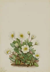 Dríade blanca (Dryas octopetala)