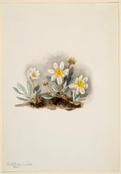 Dríade blanca (Dryas octopetala)