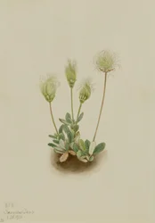 Dríade blanca (Dryas octopetala)
