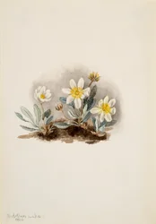Dryad Blanca Dryas octopetala