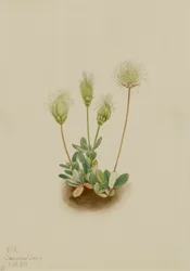Dryad blanca