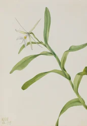 Epidendro blanco (Epidendrum nocturnum)