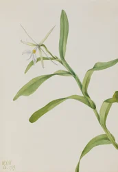Epidendrum blanco Epidendrum nocturnum, 1919