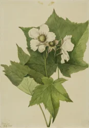 Frambuesa de flor blanca (Rubus parviflorus)