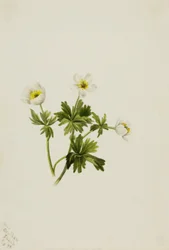 Azafrán blanco (Trollius albiflorus)