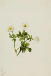 Globeflower blanco Trollius albiflorus