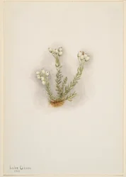 Brezo blanco (Phyllodoce grandiflora)