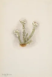 Brezo blanco Phyllodoce grandiflora