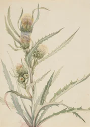 Cardo blanco (Cirsium hookeranum)