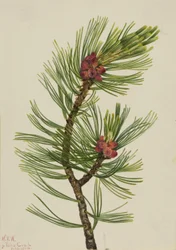 Pino laricio (Pinus albicaulis)