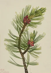 Pino de corteza blanca Pinus albicaulis, 1924