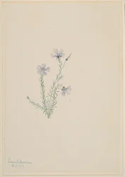 Lino silvestre (Linum lewisii)