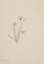 Lino silvestre Linum lewisii, 1919