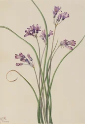 Jacinto silvestre (Brodiaea pulchella)