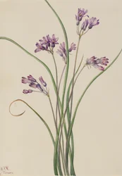 Jacinto Silvestre Brodiaea pulchella