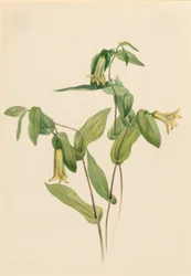 Campanillas de bosque (Uvularia perfoliata)