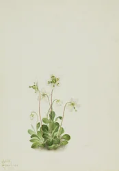 Ninfa del bosque Moneses uniflora, 1925