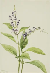 Escutelaria serrata