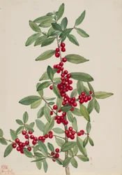 Acebo Yaupon Ilex vomitoria