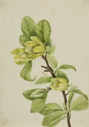 Calabacera amarilla (Magnolia cordata)