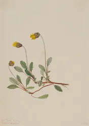 Dríade amarilla (Dryas drummondii)
