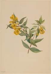 Jazmín amarillo (Gelsemium sempervirens)