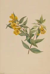 Jazmín Amarillo Gelsemium sempervirens, 1905