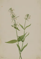 Pentstemon amarillo (Pentstemon confertus)