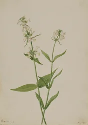 Pentstemon amarillo Pentstemon confertus