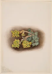 Cantueso amarillo (Sedum stenopetalum)