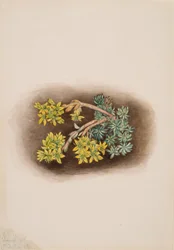 Sedum amarillo Sedum stenopetalum, 1922