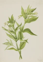 Epilobio amarillo Epilobium lutem