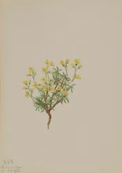 Hierba del sauce amarillo