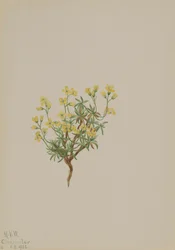 Hierba de Sauce Amarillo, 1922