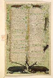 Agregar. 28841, f.2: Escarabajos cornudos, grillos y un locus.  Tratado sobre las virtudes y los vicios y una historia anónima en prosa de Sicilia (fragmento)  Cocharelli