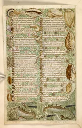 Agregar. 28841, f.3v: Caballitos de mar, caracoles y conchas, de un Tratado sobre las virtudes y los vicios, y una historia anónima en prosa de Sicilia (fragmento), c.1330-40 (vitela)