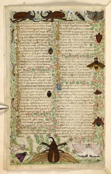 Agregar. 28841, f.4v: Polillas y escarabajos cornudos, de un Tratado sobre las virtudes y los vicios, y una historia en prosa anónima de Sicilia (fragmento), c.1330-40 (vitela)